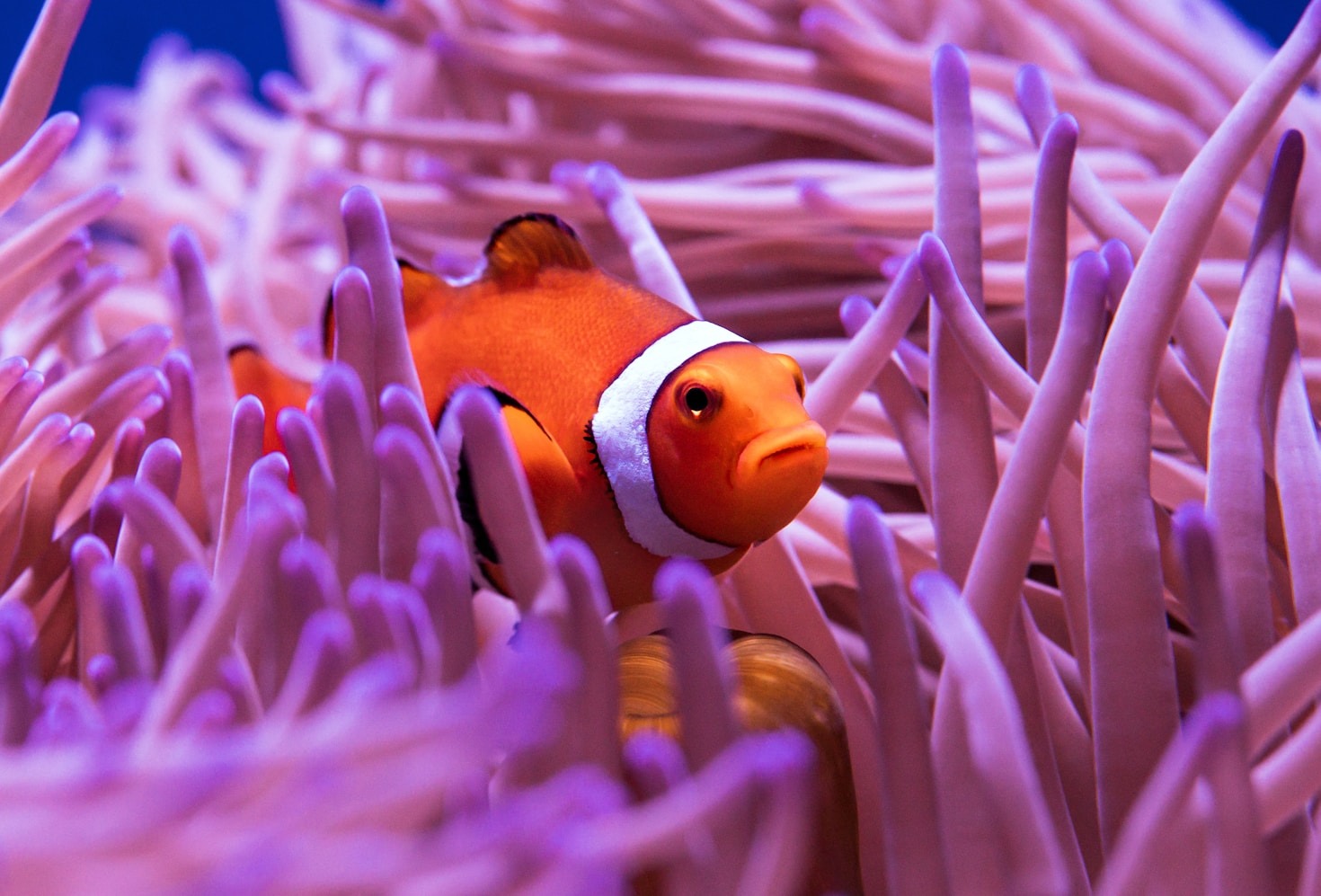 10 Must-Know Tips for Beginner Fishkeepers