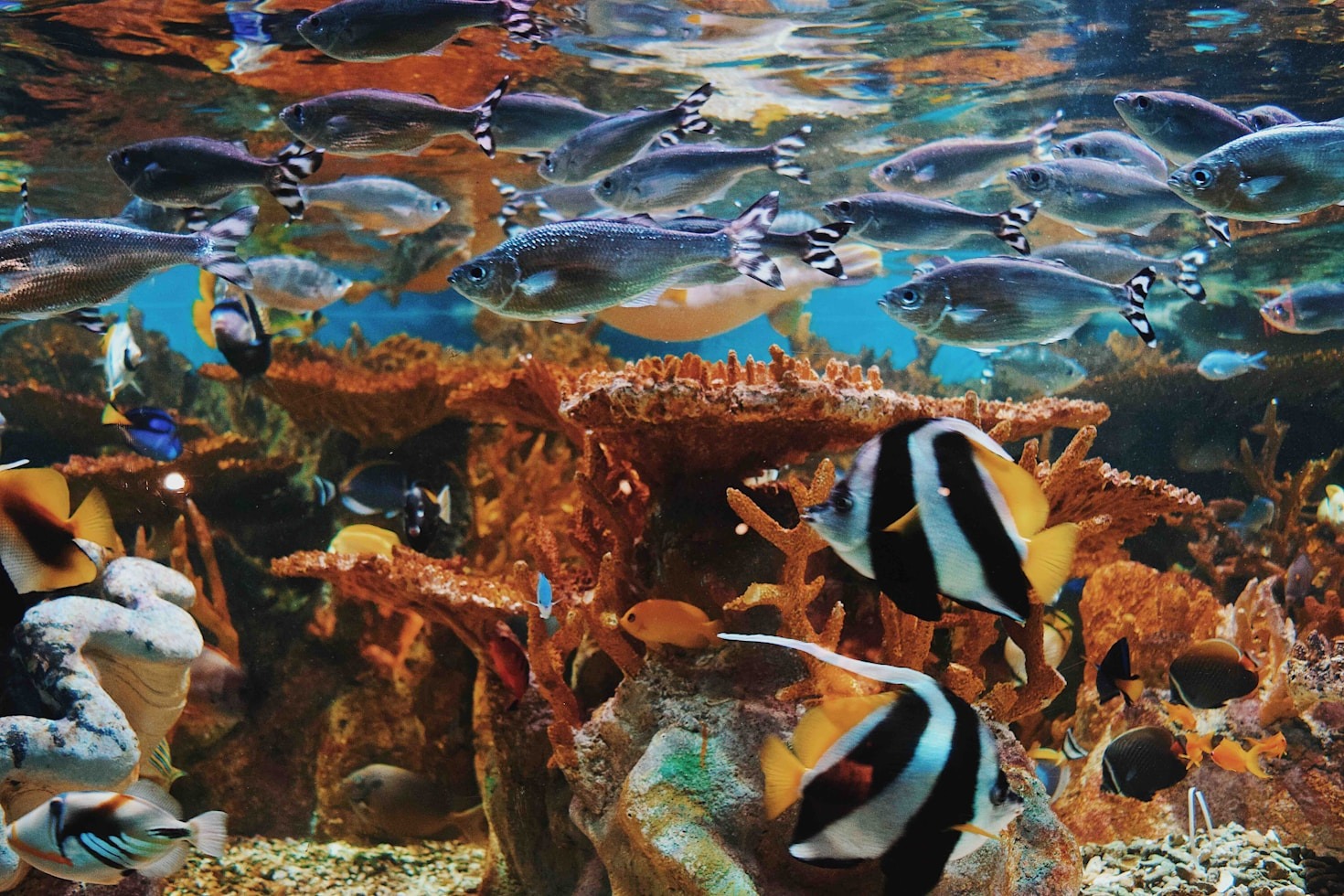 How to Design the Perfect Aquarium Setup