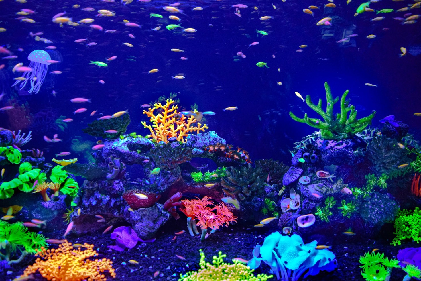 Freshwater vs. Saltwater: Which Tank is Right for You?