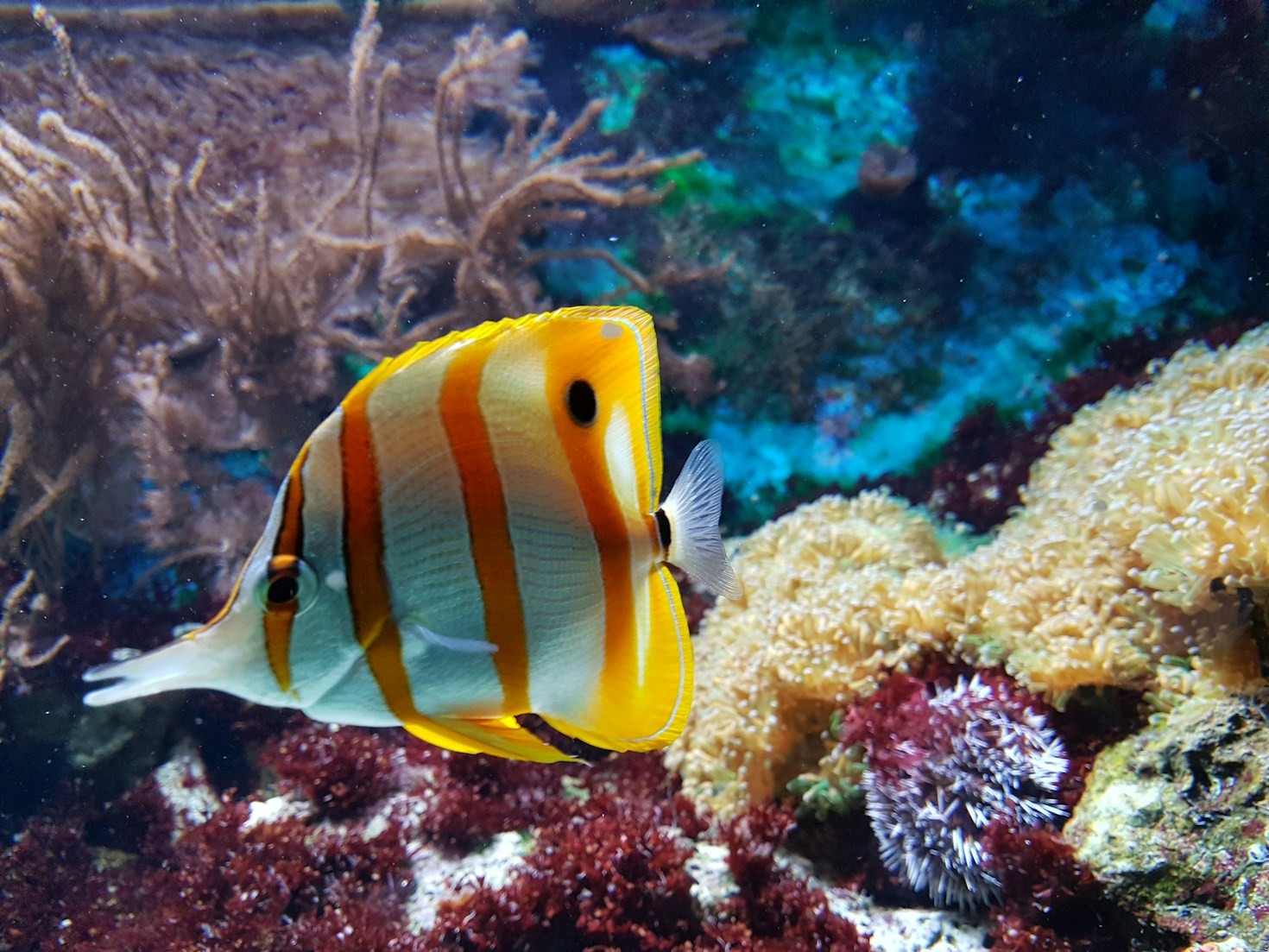 The Top 5 Fish Species for Beginners