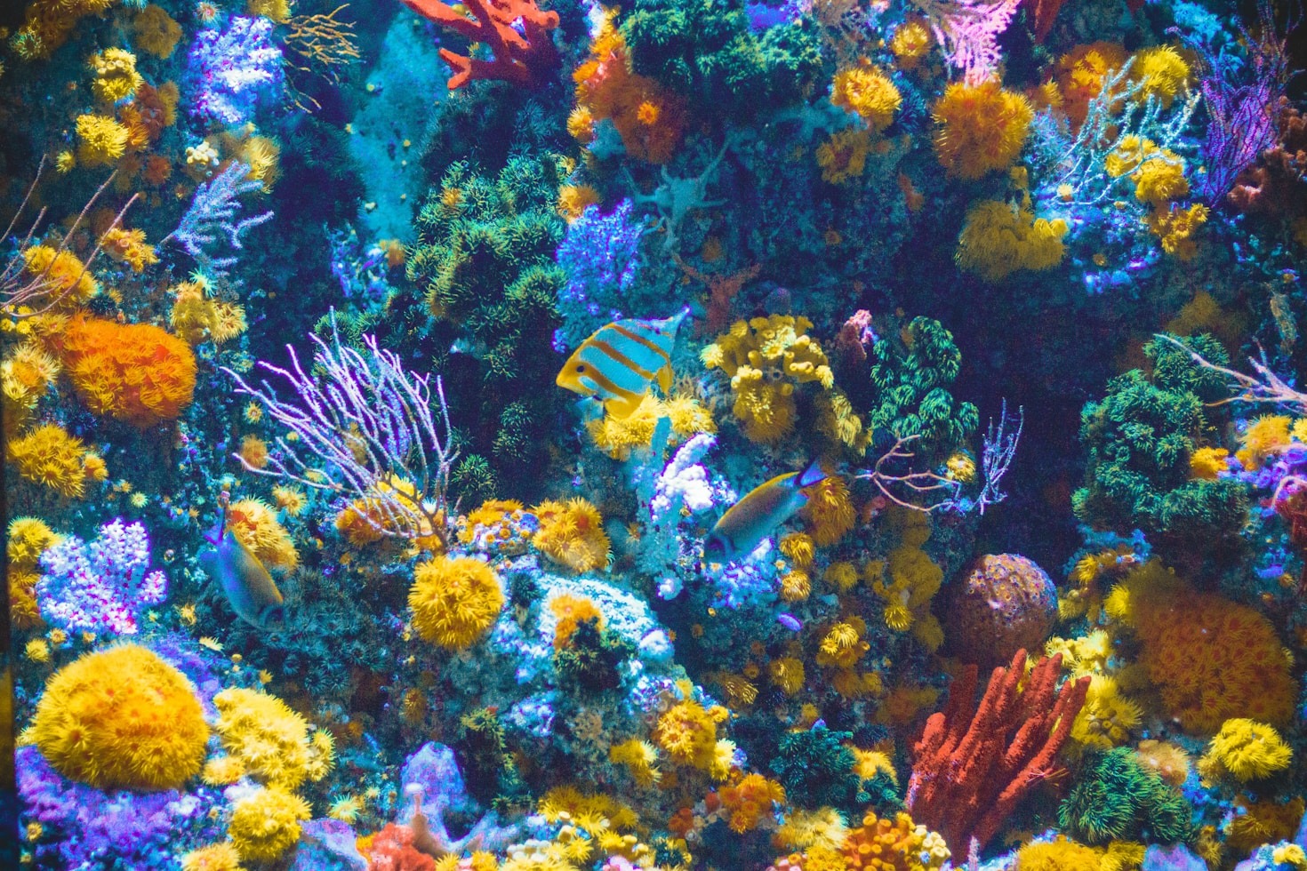 Innovative Accessories to Enhance Your Aquarium