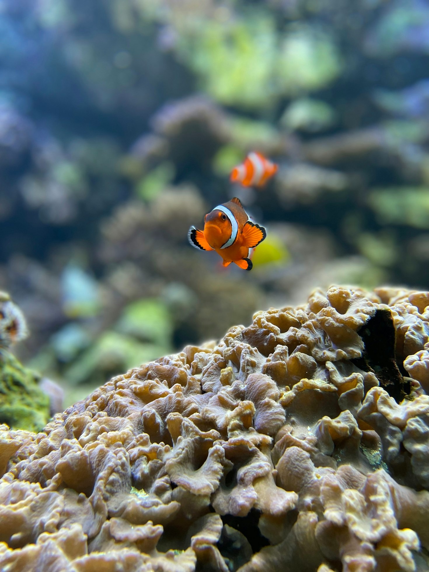 How to Maintain Water Quality for Healthy Fish
