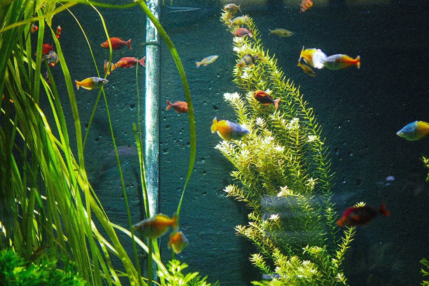 The Fascinating World of Marine Aquarium Species