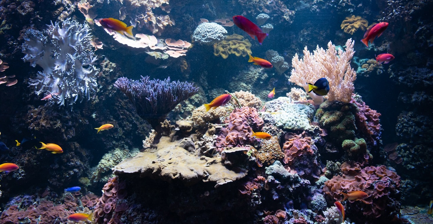 Common Mistakes to Avoid in Fishkeeping